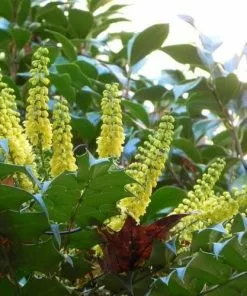 Future Forests Mahonia X Media Charity Shrubs