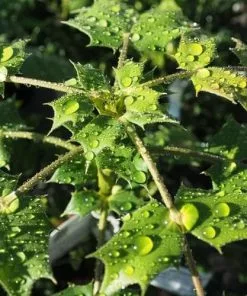 Future Forests Mahonia X Media Charity Shrubs