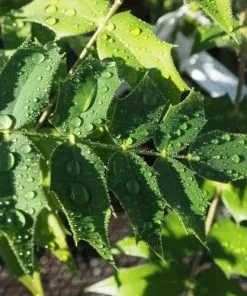 Future Forests Mahonia X Media Charity Shrubs