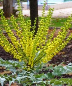 Future Forests Mahonia X Media Charity Shrubs