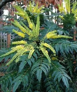 Future Forests Mahonia X Media Charity Shrubs