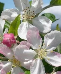 Future Forests Trees Malus Gorgeous - Flowering Crab Apple