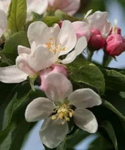 Future Forests Trees Malus John Downie