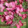 Future Forests Malus Coccinella Courtarou - Flowering Crab Apple 1 Future Forests Malus Coccinella Courtarou - Flowering Crab Apple