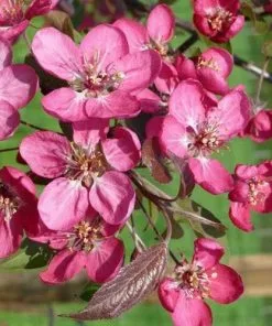 Future Forests Malus Coccinella Courtarou - Flowering Crab Apple