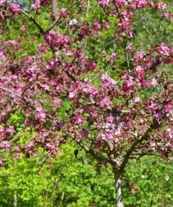 Future Forests Malus Coccinella Courtarou - Flowering Crab Apple