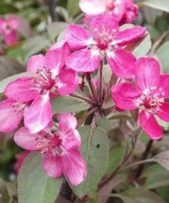 Future Forests Malus Coccinella Courtarou - Flowering Crab Apple