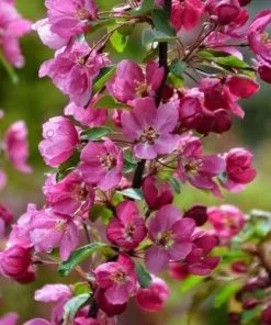 Future Forests Malus Coccinella Courtarou - Flowering Crab Apple
