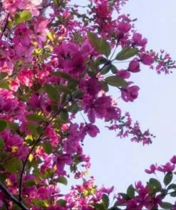 Future Forests Malus Coccinella Courtarou - Flowering Crab Apple