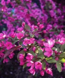 Future Forests Malus Coccinella Courtarou - Flowering Crab Apple