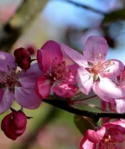Future Forests Malus Coccinella Courtarou - Flowering Crab Apple