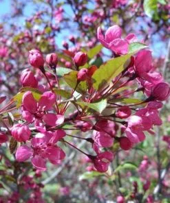 Future Forests Malus Coccinella Courtarou - Flowering Crab Apple