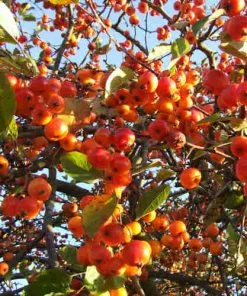 Future Forests Trees Malus Evereste