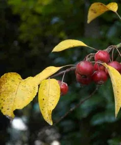 Future Forests Trees Malus Evereste