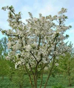 Future Forests Trees Malus Evereste