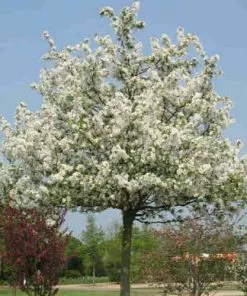 Future Forests Trees Malus Evereste