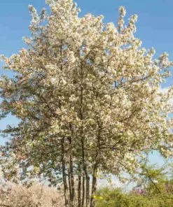 Future Forests Trees Malus Evereste