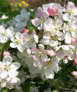 Future Forests Trees Malus Evereste