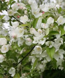 Future Forests Trees Malus Evereste