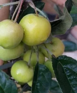 Future Forests Malus X Zumi Golden Hornet AGM - Flowering Crab Apple