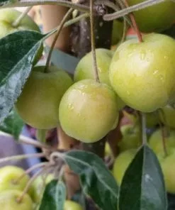 Future Forests Malus X Zumi Golden Hornet AGM - Flowering Crab Apple
