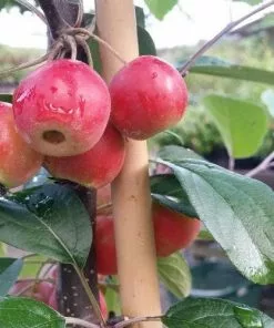 Future Forests Trees Malus Gorgeous - Flowering Crab Apple
