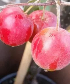 Future Forests Trees Malus Gorgeous - Flowering Crab Apple