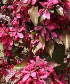 Future Forests Malus X Moerslandii Profusion Improved - Flowering Crab Apple
