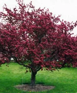 Future Forests Malus X Moerslandii Profusion Improved - Flowering Crab Apple