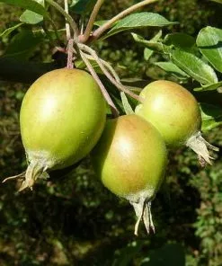 Future Forests Trees Malus John Downie