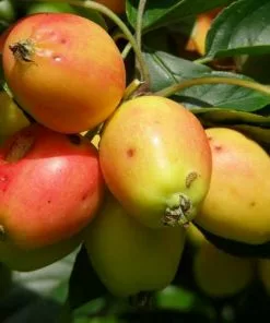 Future Forests Trees Malus John Downie