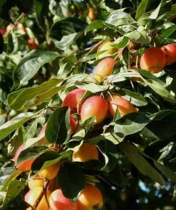 Future Forests Trees Malus John Downie