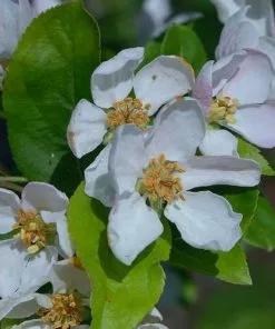 Future Forests Trees Malus X Robusta Red Sentinel - Flowering Crab Apple