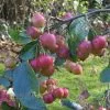 Future Forests Trees Malus X Robusta Red Sentinel - Flowering Crab Apple