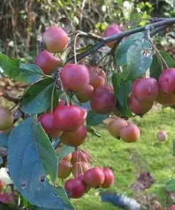 Future Forests Trees Malus X Robusta Red Sentinel - Flowering Crab Apple