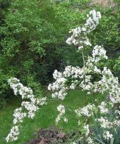 Future Forests Trees Malus X Robusta Red Sentinel - Flowering Crab Apple