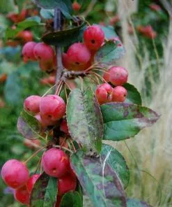 Future Forests Trees Malus X Robusta Red Sentinel - Flowering Crab Apple