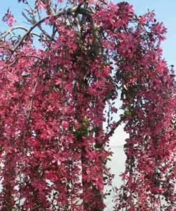 Future Forests Malus Royal Beauty