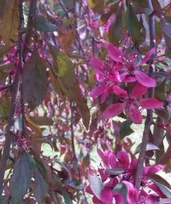 Future Forests Malus Royal Beauty