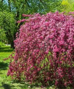 Future Forests Malus Royal Beauty