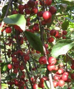 Future Forests Malus Royal Beauty