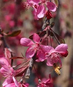 Future Forests Malus Royal Beauty
