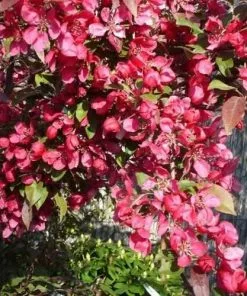Future Forests Trees Malus Toringo Scarlett (Scarletta) - Flowering Crab Apple