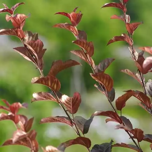 Future Forests Trees Malus Toringo Scarlett (Scarletta) - Flowering Crab Apple 5 Future Forests Trees Malus Toringo Scarlett (Scarletta) - Flowering Crab Apple