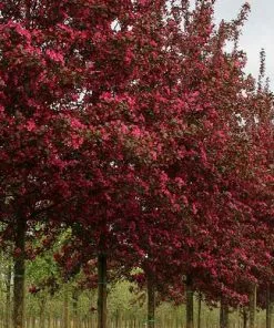 Future Forests Trees Malus Toringo Scarlett (Scarletta) - Flowering Crab Apple