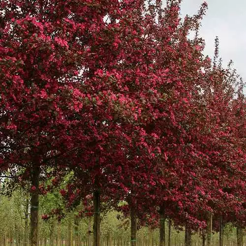 Future Forests Trees Malus Toringo Scarlett (Scarletta) - Flowering Crab Apple 4 Future Forests Trees Malus Toringo Scarlett (Scarletta) - Flowering Crab Apple