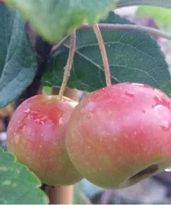 Future Forests Trees Malus Gorgeous - Flowering Crab Apple