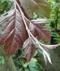 Future Forests Malus X Moerslandii Profusion Improved - Flowering Crab Apple