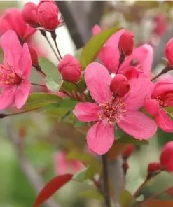Future Forests Malus Prairie Fire - Flowering Crab Apple Trees