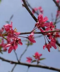 Future Forests Malus Prairie Fire - Flowering Crab Apple Trees